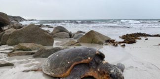 Rare Loggerhead Turtle found stranded in Connemara dies Galway Daily news Rare Loggerhead Turtle found stranded in Connemara dies