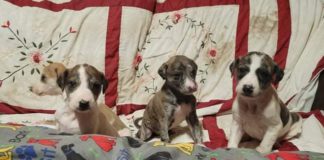 Puppies found dumped by the roadside just before Christmas Galway Daily new box of puppies abandoned by the road over Christmas