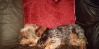 Galway girl desperate to be reunited with missing dog Tiny galway daily news puppy dog tiny missing