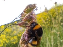 Galway Daily news GMIT adopts new plan to support biodiversity and conservation