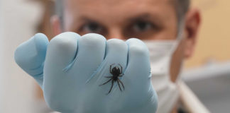 First record of false widow spider capturing bats in the attic galway daily news false widow spiders which prey on protected bats in the uk