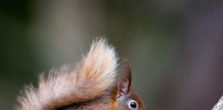 Public asked to play their part in red squirrel revival galway daily news red squirrel survey