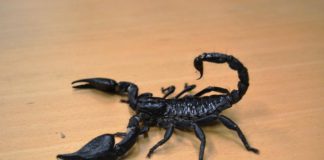 New Galway research proves Indiana Jones’ famous scorpion theory galway daily news scorpion in nui galway research 2022