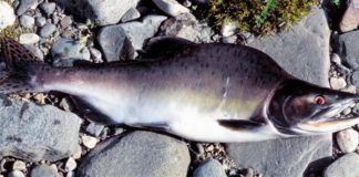 Concerns over possible spread of Pacific Salmon in Ireland Galway Daily news Concern over presence of Pacific Pink Salmon in Irish waters