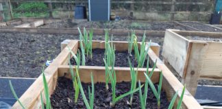 City council invites applications to lease allotments