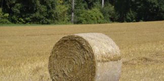 Gardaà investigate after bales of hay stolen in Oranmore galway daily news bale of hay in galway