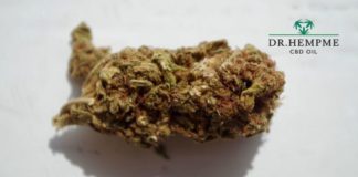 Everything You Need to Know About CBD Bud in Ireland