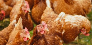 Poultry owners told to keep flocks indoors amid bird flu risk Galway Daily news Poultry owners told to keep flocks indoors amid bird flu risk