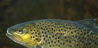 Green light for better Trout spawning grounds