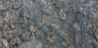 Galway scientists make fascinating discovery of 350 million year old fossils galway daily news fossil discovery sea urchins university of galway wexford