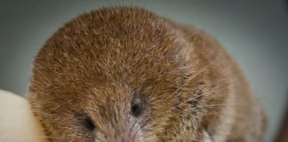 Ireland’s smallest native mammal vanishing ATU study finds