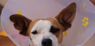 20 new vets registered in Galway in 2022 galway daily news new vets in galway