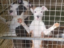 Galway Daily news Six dogs seized in major Garda search operation
