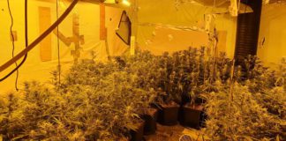 Gardaà find large cannabis grow house in morning raid