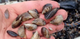 Fears of invasive species spreading to River Corrib system