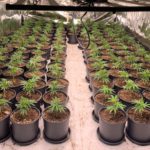 Two men due before court on €432,800 cannabis grow house raid Galway Daily news Gardaà arrest two in raid on cannabis grow house