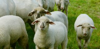Warning for dog owners after 14 sheep killed in Galway Galway Daily news 14 sheep killed in Woodford dog attack