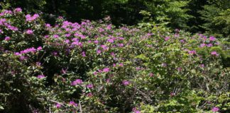 Connemara National Park “infested” with invasive Rhododendron choking off plants
