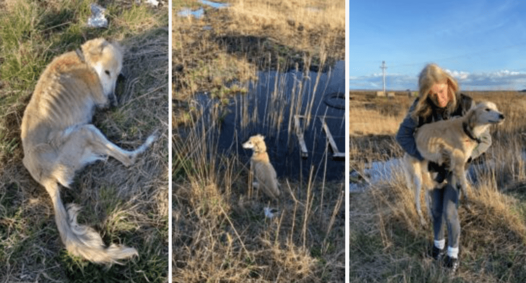 Beautiful dog dies after being abandoned by "evil humans" - Galway Daily
