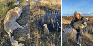 Beautiful dog dies after being abandoned by “evil humans” galway daily news dog abandoned in kylemore bog