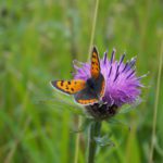 knapweed