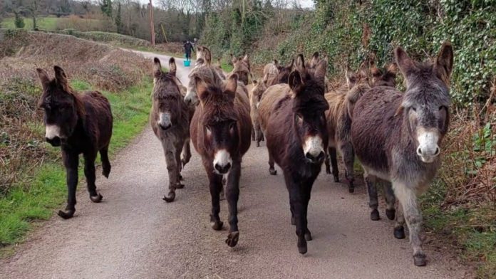 Galway Daily news Shock as 20 donkeys found abandoned in Galway