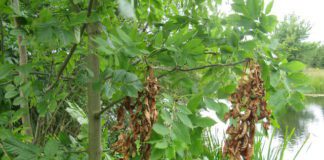 Farmers affected by ash dieback “can’t wait longer for supports” galway daily news ash dieback disease on a tree