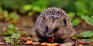 Hunt for hedgehog hot spots in Galway City