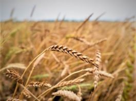 galway daily news ukrainian grain imports concerns ireland