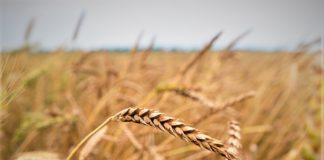 Concerns over impact of grain imports galway daily news ukrainian grain imports concerns ireland