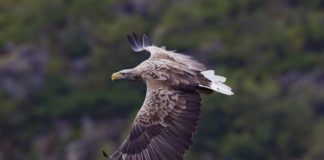 White-Tailed Eagles soaring in the west of Ireland White-Tailed Eagles soaring in the west of Ireland
