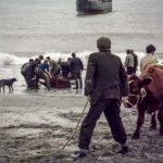 A cow been sent to the mainland 1973