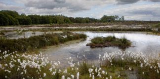 Plans to establish National Peatland Centre in Galway galway daily news national peatland centre at university of galway