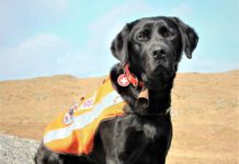 Galway Mountain Rescue search dog Syd putting his paws up in retirement Galway Mountain Rescue search dog Syd putting his paws up in retirement
