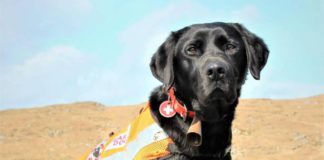 Galway Mountain Rescue search dog Syd putting his paws up in retirement Galway Mountain Rescue search dog Syd putting his paws up in retirement