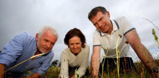 ‘Near Threatened’ orchid discovered in Oranmore for first time in 80 years