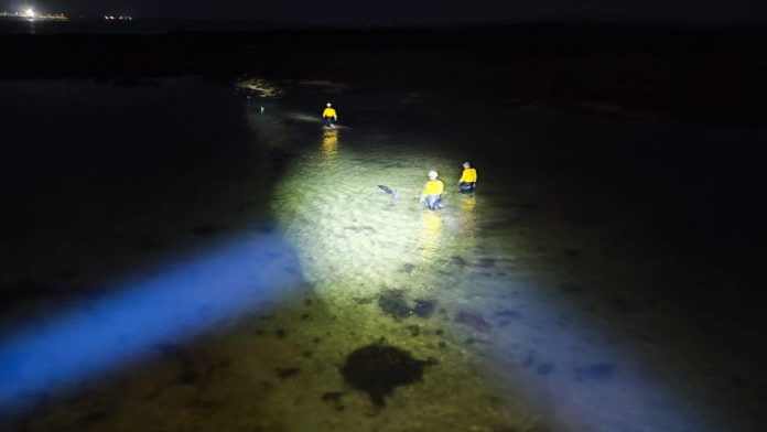 aran_islands_rnli_rescue_four_stranded_dolphins2