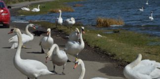 Galway study finds drug resistant superbugs in swans