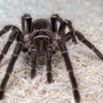 tarantula