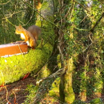 red squirrel